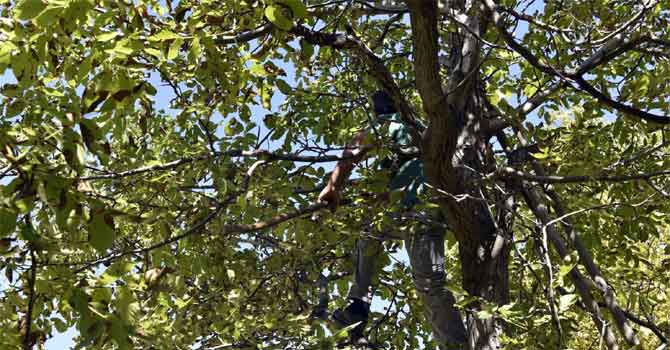 Hakkari'de ceviz ağacından düşen şahıs ağır yaralı