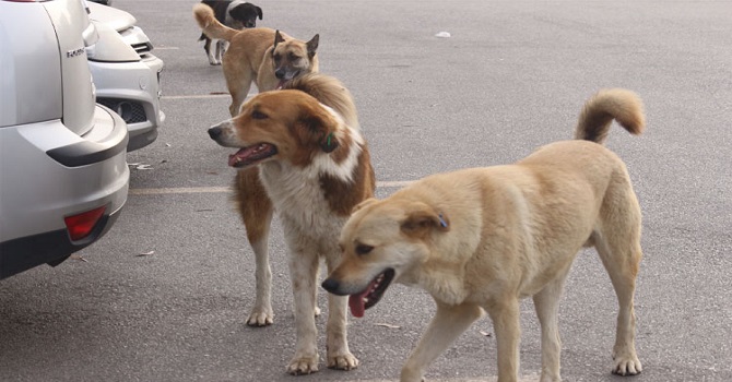 Yüksekova'da Kümese dadanan başıboş köpekler tavukları telef etti