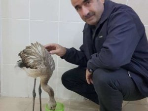 Hakkari’de bulunan yaralı flamingo tedavi altına alındı