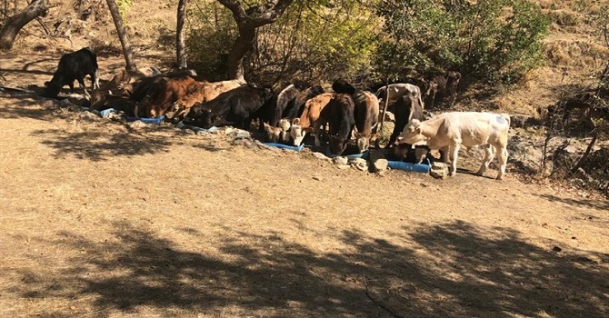 Hakkari'de 87 kişiye 2 milyon para cezası