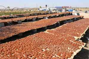 Unutulmaya yüz tutan yöresel lezzeti yaptılar, taleplere yetişemiyorlar