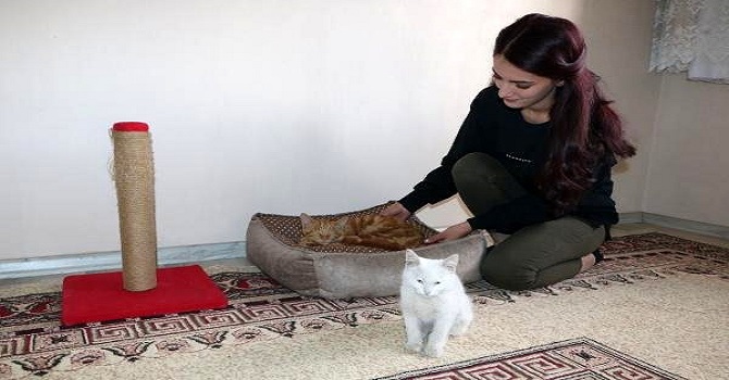 Yüksekovalı Mizgin'den, sokak hayvanları için yardım kampanyası
