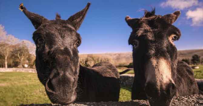 İsrailli bilim insanları eşeklerde insan beynini manipüle eden parazit buldu
