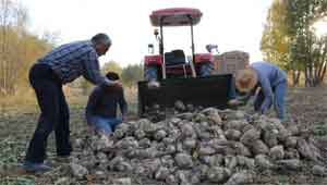 Şeker pancarı yetiştiricisi kota ve su mağduru