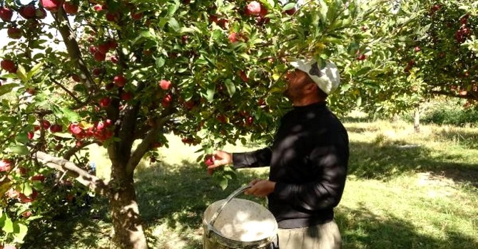 Yüksekova'da elma hasadı başladı
