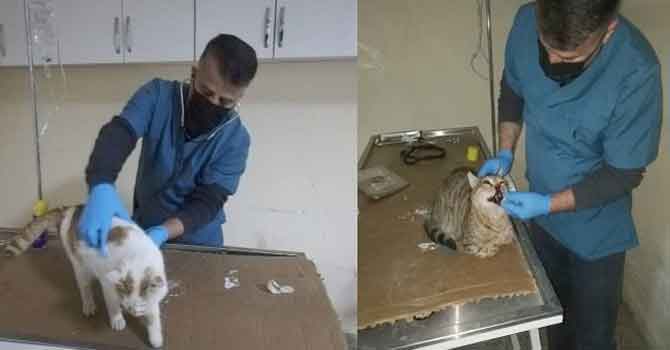 Yaralı ve hasta kediler tedavi altına alındı