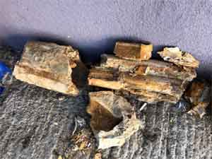 Edirne'de 8 milyon yıllık mamut fosilleri bulundu