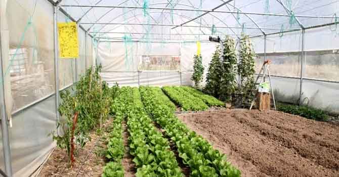 Seracılık kursuna KHK engeli