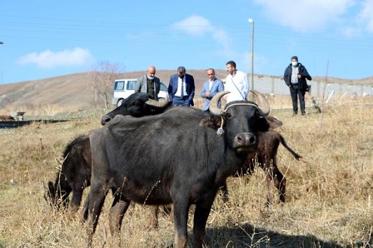 Yüksekovalı mandacı süt talebine yetişemiyor