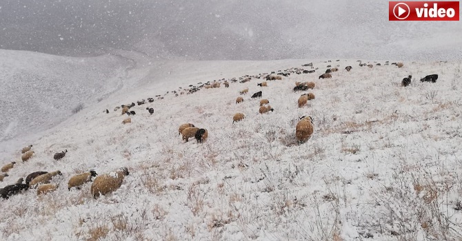 Hakkari'de Koyunları ile mahsur kalan Çoban yardım bekliyor