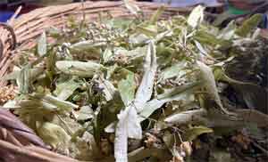 Havalar soğudu, ıhlamurun fiyatı uçtu