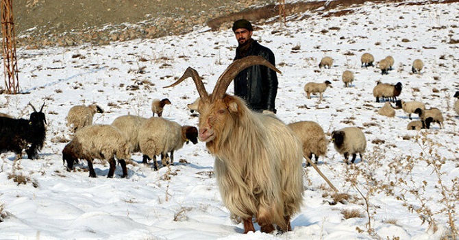 Hakkari'de Erken yağan kar, besicileri hazırlıksız yakaladı