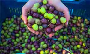 Çöl sıcağının vurduğu yeşil zeytinler siyaha döndü