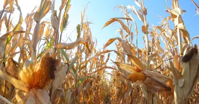 DEDAŞ’ın kesintileri mısır üretimini vurdu