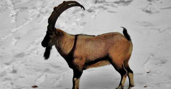 ABD'li "iş insanına" dağ keçisi avlama izni verildi