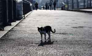 Prof. Dr. İlhan: Akşam kısıtlamaları daha da daraltılabilir