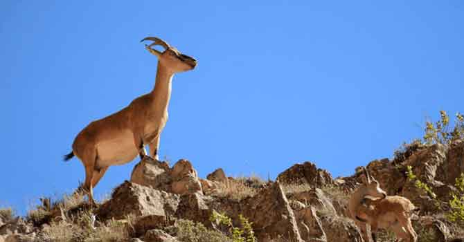 Tunceli’de ABD’li iş insanına verilen özel avlanma izni iptal edildi