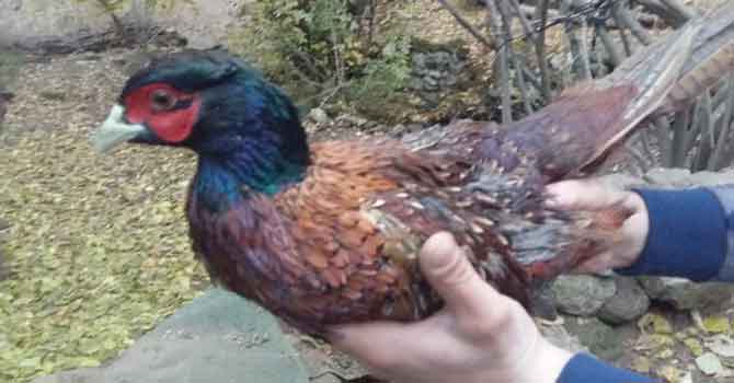 Bitlis'te görüntülendi! Nesli tükeniyor...