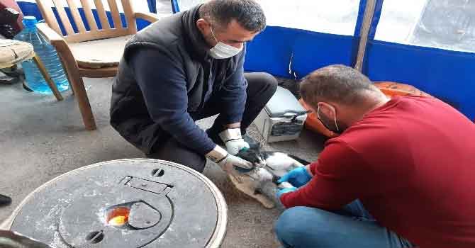 Hakkari'de can dostlar için zamana karşı yarış