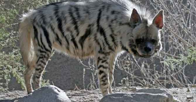 Nesli tükenmekte olan çizgili sırtlana araba çarptı