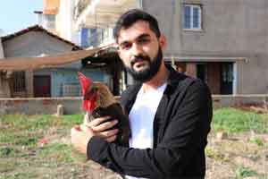 Öterken bayılan Denizli horozu için otomobil teklif edildi