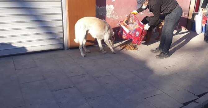Çukurca'da sokak hayvanlarına mama desteği