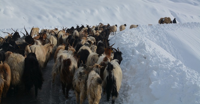 Hakkari'de mahsur kalan hayvanları il özel idare ekipleri kurtardı