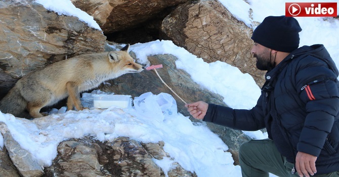 Hakkari'de Basın mensupları, Aç kalan tilkileri elleri ile beslediler