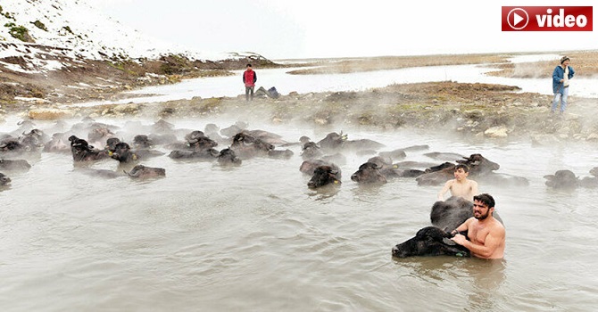 Bitlis'teki yetiştiriciler soğuk havada mandalarını kaplıcaya sokuyor