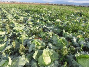 Bağışıklık sistemini güçlendiren lahanaya ilgi arttı