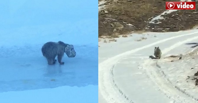 Hakkari’de kafası tenekeye sıkışan ayı kurtarıldı
