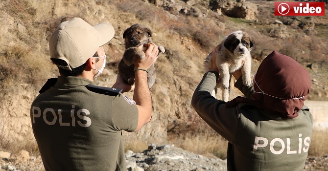 Hakkari Polisi sokak hayvanları için mesaide!