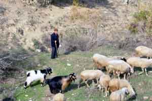 60 yıllık çoban: Biz korona morona görmüyoruz