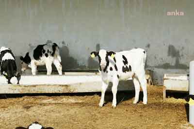 İmplantlar sadece sığır, koyun, keçi, geyik, vizon ve kedilerden elde edilecek