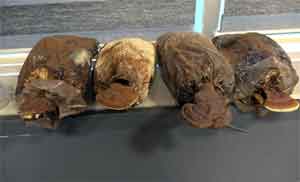 Ölümsüzlük mantarını ürettiler