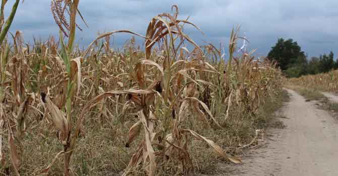 Çiftçiyi pandemiden sonra şimdi de kuraklık vurdu