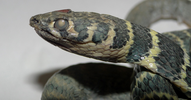 Bilimsel Çalışmalarda son hız Hacı Tansu yazdı...