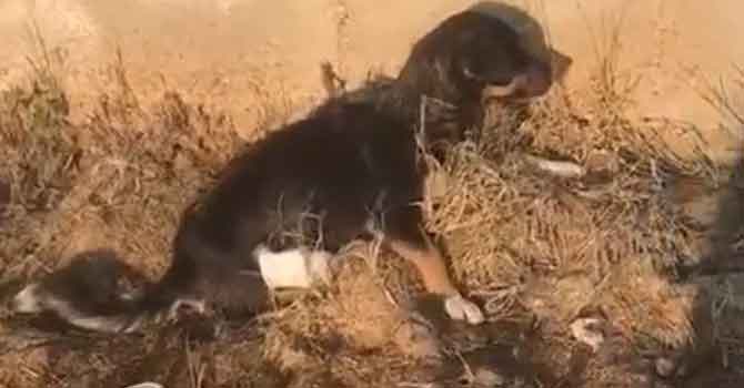 Arka bacakları kesilmiş yavru köpek bulundu