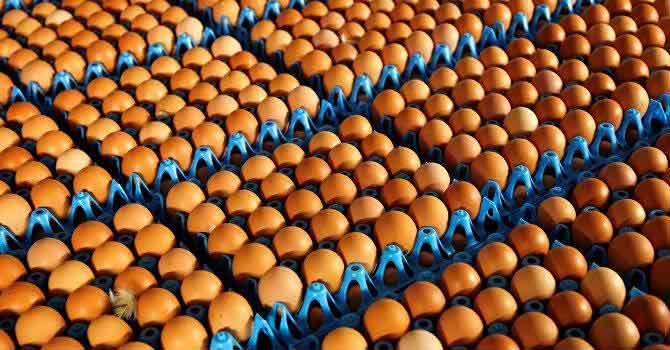 Yumurtanın fiyatı bir yılda 2 katına çıktı