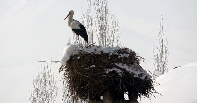 Yüksekova'da 6 yıldır göç etmeyen leylek ilgi odağı oldu!