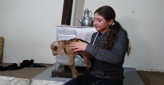 Hakkari'de bacakları kısa doğan oğlağa evde bakıyorlar