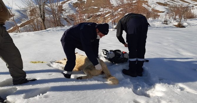 Hakkari'de Zehirlenen köpeğe ilk müdahale