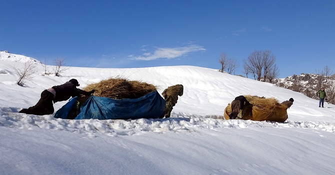 Yüksekova'da Karlı tepelerden kızaklarla hayvanları için ot indiriyorlar