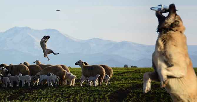 5 metre yüksekteki dronu kaptı! 'Yırtıcı kuş olarak algılamış olabilir'