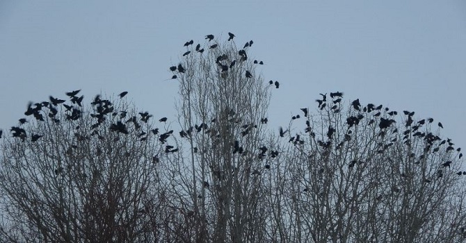 Yüksekova’da binlerce karga 5 yıldır bu mahalleyi terk etmiyor