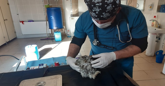 Hakkari'de yaralı bulunan baykuş tedavi altına alındı