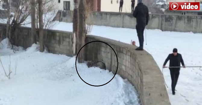 Yüksekova Belediyesi'nden kurt uyarısı: Evden çıkmayın