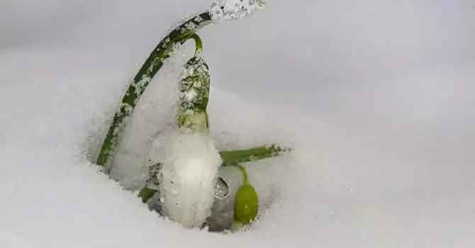 Kardelen çiçeğini koparmanın cezası 80 bin lira