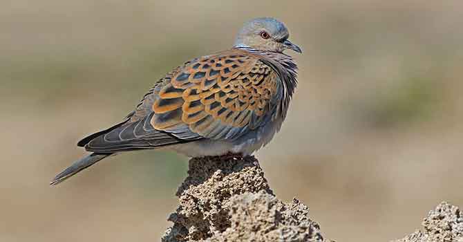120 güvercin türünün nesli tehlikede, 17'si yok oldu