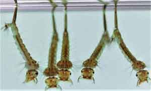 Prof. Dr. Satar: Sivrisineklere karşı önlem alınmalı, insandan insana virüs bulaştırırlar